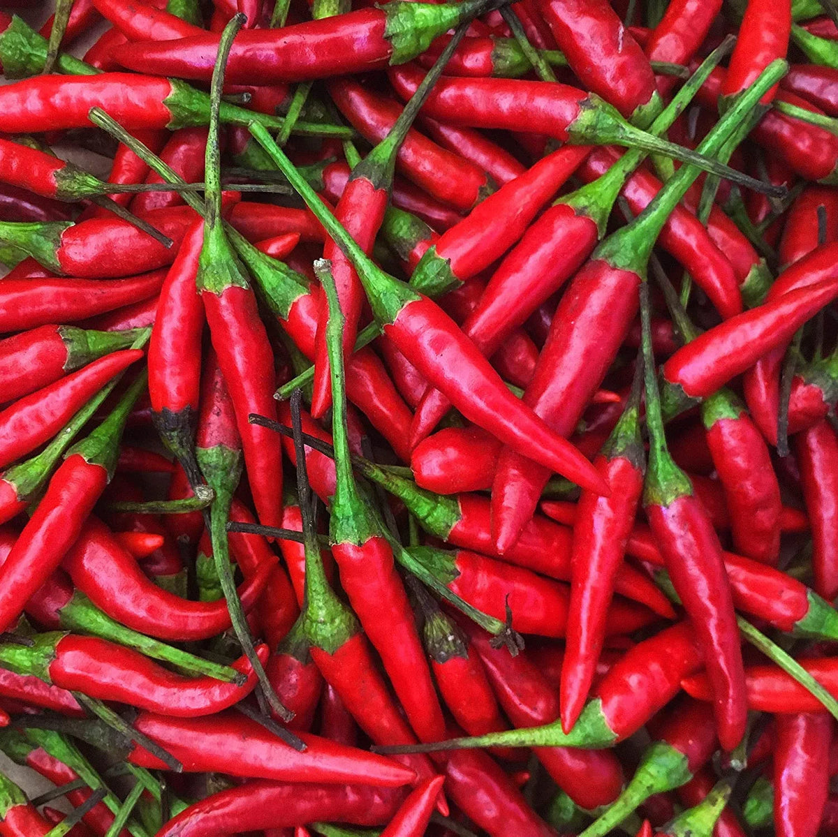 Fresh Crimson Thai Chili Peppers -1 Lb (16 oz)